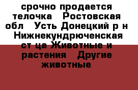 срочно продается телочка - Ростовская обл., Усть-Донецкий р-н, Нижнекундрюченская ст-ца Животные и растения » Другие животные   